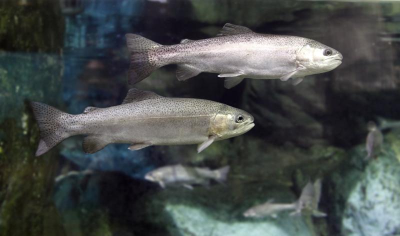 United Nations endorses Loughs Agency-led marine research project