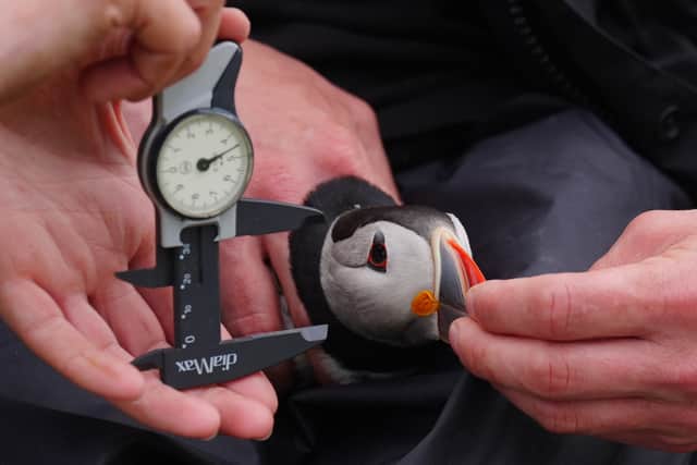 One will be trained on the puffin burrows and one on the cliffs where some of the 200,000 seabirds gather every year to breed.