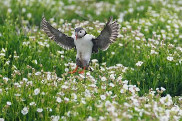 The webcams will allow even more people to experience the birds’ bustling lives on the islands.