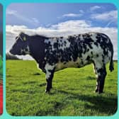 PJ Scully and others at Borris-Kilcotton GAA want you to buy tickets in their Heifer draw