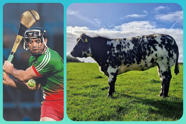 PJ Scully and others at Borris-Kilcotton GAA want you to buy tickets in their Heifer draw