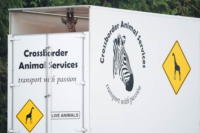 The 16ft giraffe travelled from Fota Wildlife Park in County Cork, Ireland, in a special transporter, with a three-hour ferry crossing from Dublin to Holyhead, followed by a 337-mile road trip north.