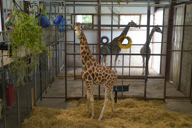 Noinin will be integrated into the giraffe herd as part of a carefully managed breeding programme aimed at supporting the survival of the species, and will live in a mixed species habitat.
