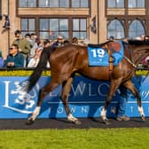 'Naas set to come alive' for Punchestown Festival - Kildare minister Lawless