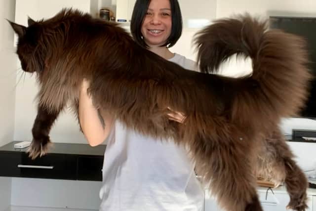 ‘Majestic’ 13kg cat called Zeus who is 4ft 3in at his tallest becomes ...