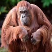 Dublin Zoo team leader Ciarán McMahon reflected on her remarkable life and enduring impact