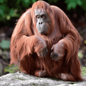 Leonie, Photo: Dublin Zoo