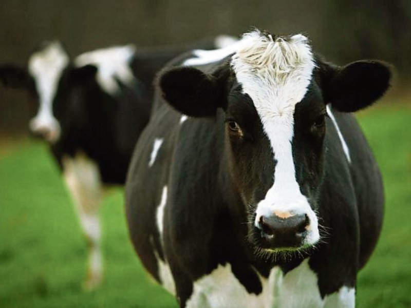 Tipperary farming: appeal to co-ops to increase June milk price