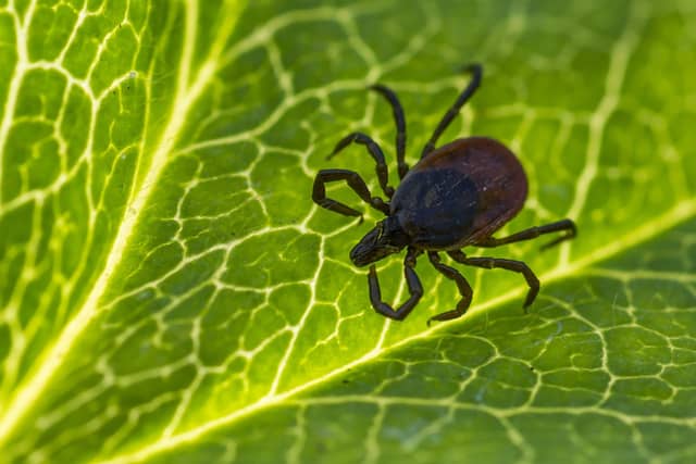 Up to 400 people estimated to be infected with Lyme Disease each year in Ireland