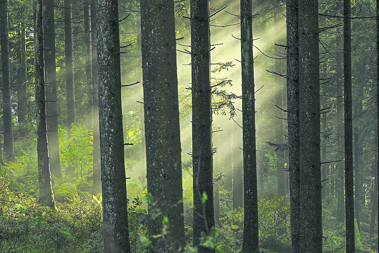 Laois event to look at forest health