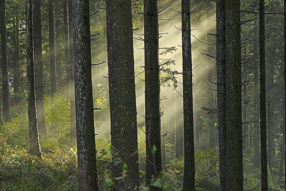 Laois event to look at forest health