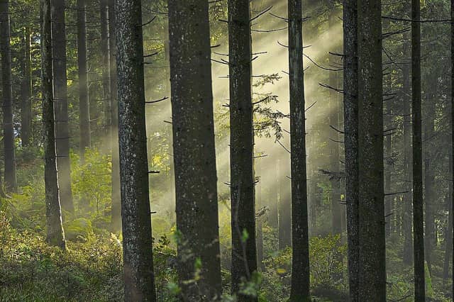 Laois event to look at forest health
