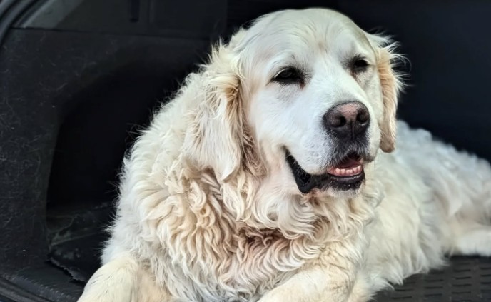 Rudy will be fondly remembered by all those at Lyrath Estate / PICTURE: Lyrath Estate