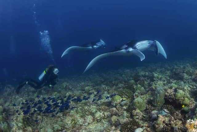 Through her therapy work, Jo said she discovered that people just need “the tools” to navigate life’s challenges – and this led to the idea for her latest book, which came to her while scuba diving.