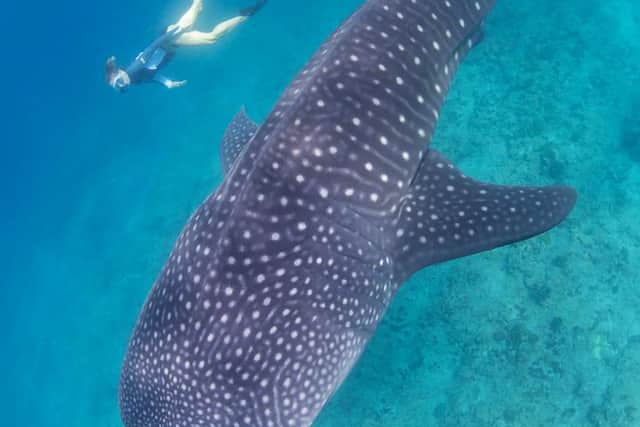 They experienced “world-class scuba diving” and “fell in love with that island”, and Richard later suggested going back to Borneo for an 18-month stay to “see what happens” in 2005.