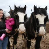 Two year old Gillian Hough (Rathcabbin) pictured here with mum Marian, didn’t know what to make of the two horses at the North Tipperary 60th Anniversary Ploughing Championships.  Pic: Rose Mannion.