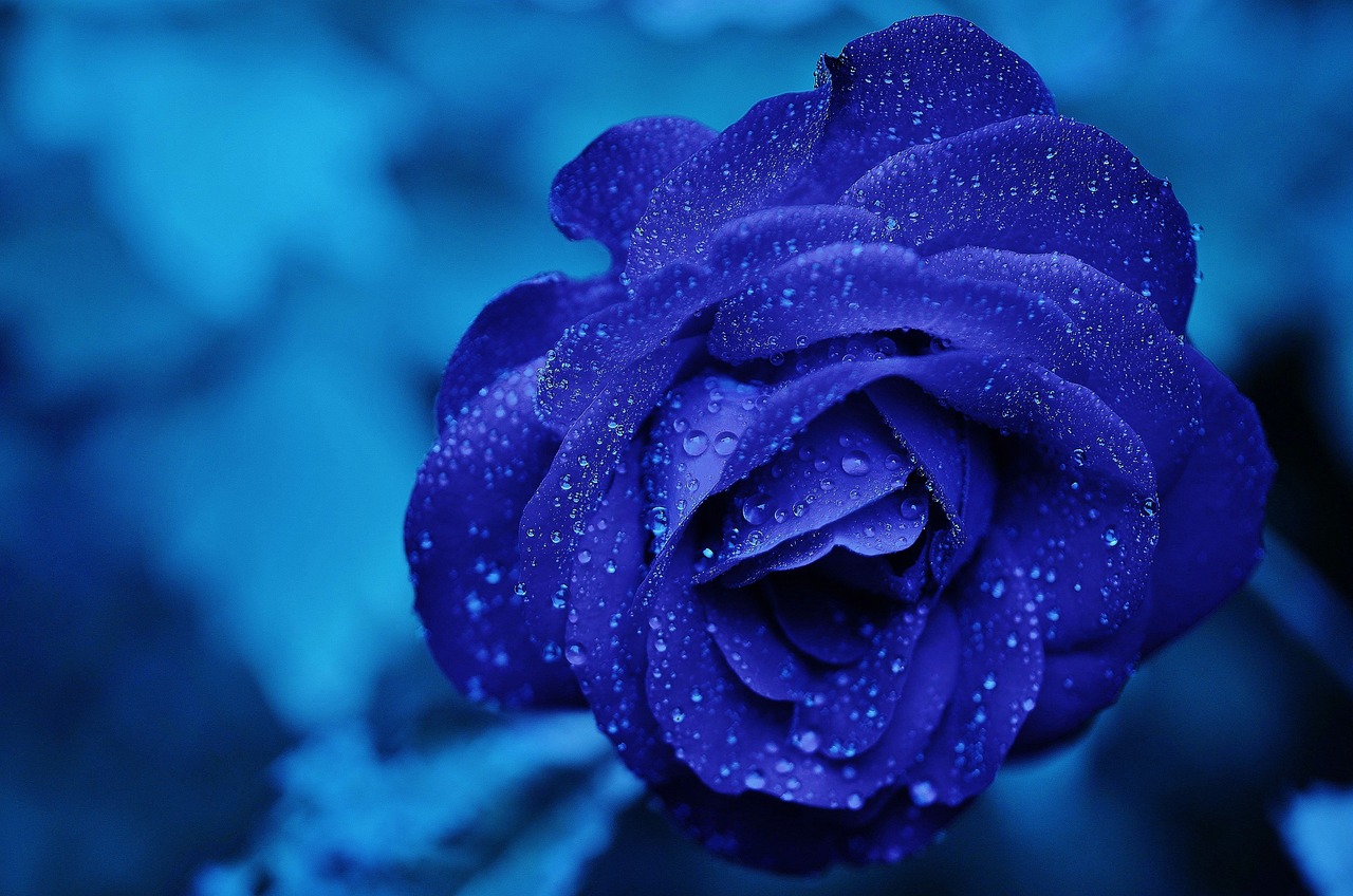 Kildare Death Notices for today: Wednesday, February 19 2025