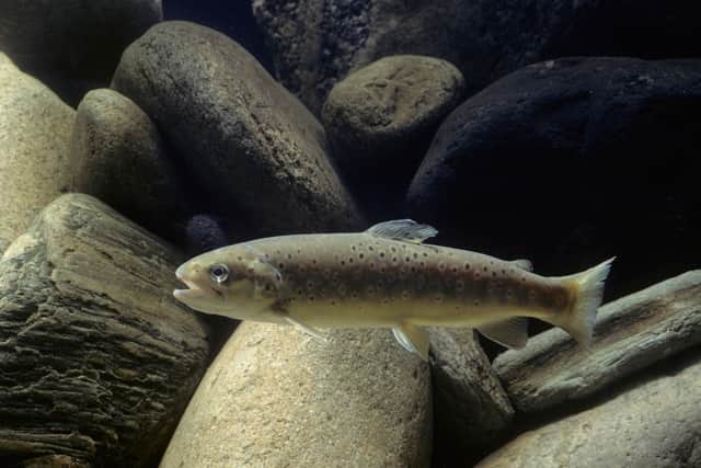 A spokesperson for the agency said: “On receiving reports of an oil spill on the River Wandle, officers were immediately deployed to limit damage to the local environment and working with the London Fire Brigade we have put in place measures to stop the leak.”