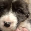 These pups were a border-collie / terrier mix and are due to arrive soon