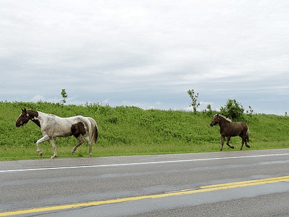Horses on road for illustration purposes.