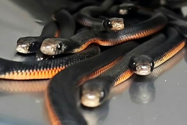 Red-bellied blacks have litters of between four and 35 young. Some of the captured snakes may be the offspring of adults that already left the nest, Mr Eipper said.