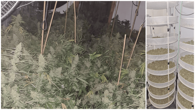 Gardaí seized 60 cannabis plants at various stages of growth