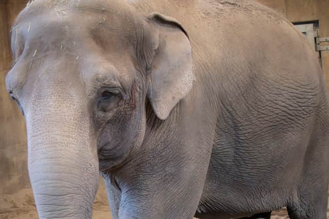 “We couldn’t be happier with how everything is going so far,” Steve Lefave, who oversees the zoo’s elephant programme, said.