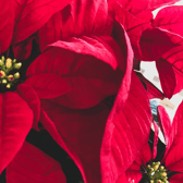 The Christmas Demonstration at Clonmel Flower Club will be held tonight, Monday