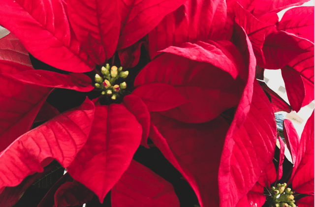The Christmas Demonstration at Clonmel Flower Club will be held tonight, Monday