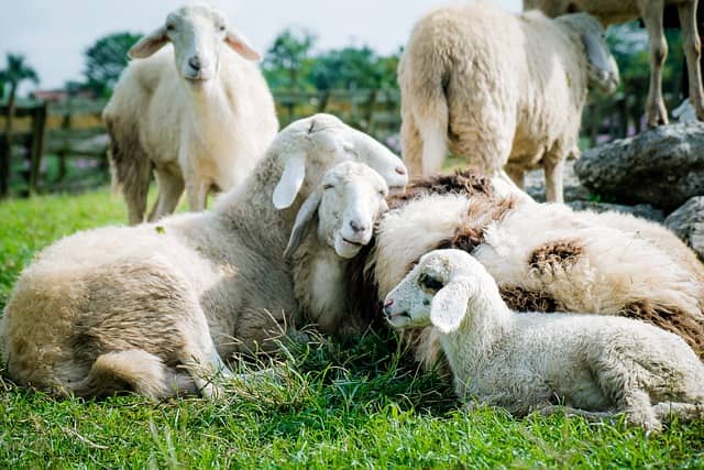 Gardai have said investigations are ongoing as a pregnant sheep was killed on a farm in Co. Kerry