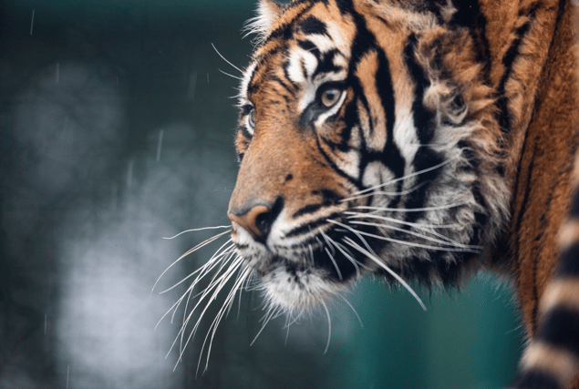 Dao the Sumatran Tiger