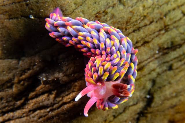 The Wildlife Trusts annual marine review for 2024 highlighted conservation projects to reconnect land and ocean habitats and restore native oyster beds and a network of snorkelling trails to bring people closer to nature in Scotland’s seas.