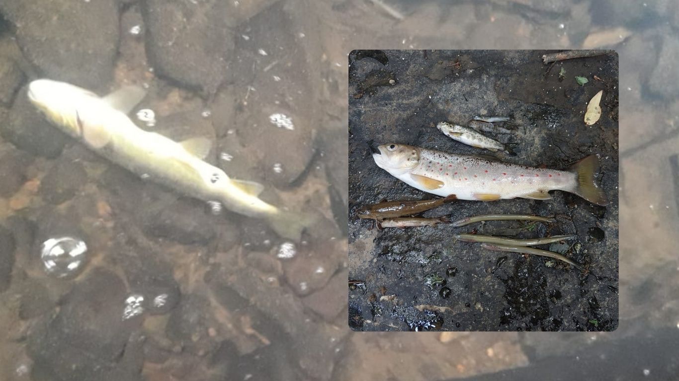 Uisce Éireann convicted and fined over major fish kill following ...