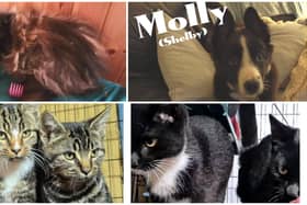 A very busy week for Animals in Need