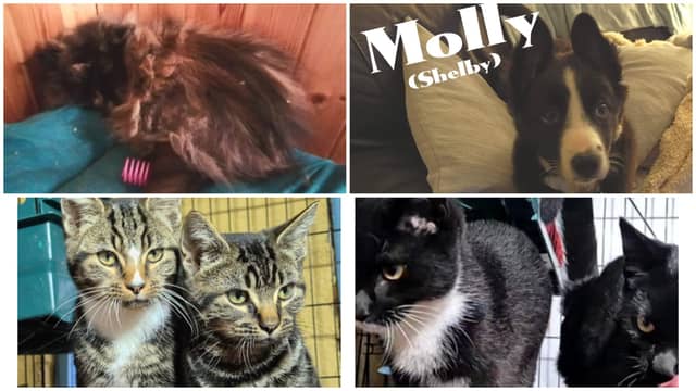 A very busy week for Animals in Need