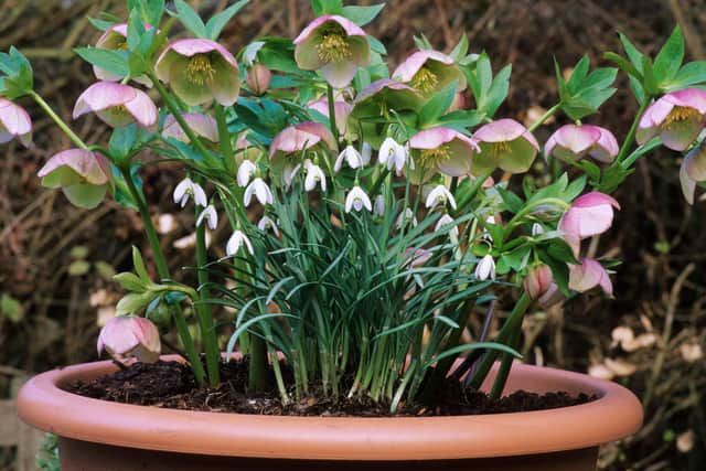 Create glorious winter pots to brighten up the darkest days