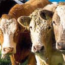 Cattle prices are rising, but the rate of increase is ‘much too slow’ for finishers