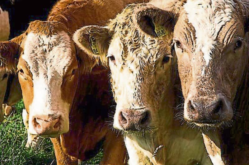 Cattle prices are rising, but the rate of increase is ‘much too slow’ for finishers