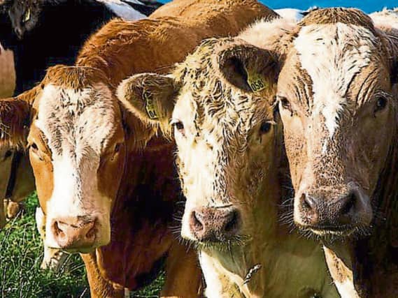 Cattle prices are rising, but the rate of increase is ‘much too slow’ for finishers