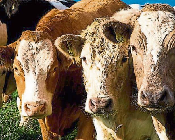 Cattle prices are rising, but the rate of increase is ‘much too slow’ for finishers