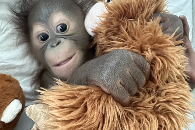 Sibu Junior was born on July 31 at Dublin Zoo in Ireland but despite efforts by staff to teach and encourage its mother to feed the youngster, it was decided to find a new home for it.