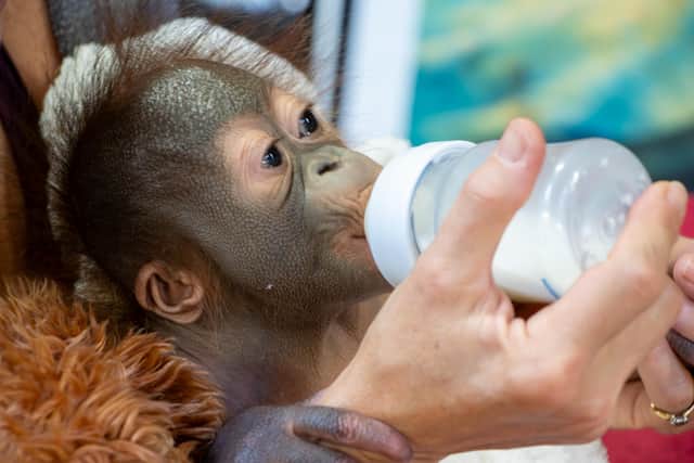 “Monkey World specialises in the care of these very vulnerable infants and has specialist facilities to aid in their development and integration into the Nursery Creche.”