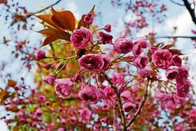 The Clonmel Flower Club meeting will be held at Hotel Minella next Wednesday evening