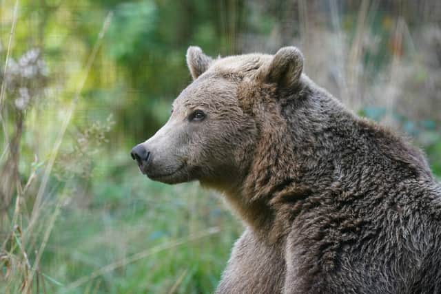A Facebook post from Wildwood Kent earlier in October said “without this surgery (Boki) would not survive the winter”.