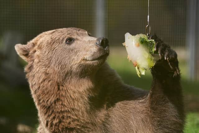 Boki, a brown bear at the Wildwood Trust, near Canterbury, Kent, will be operated on later this week after an MRI scan revealed he has hydrocephalus, a build-up of fluid in the brain.