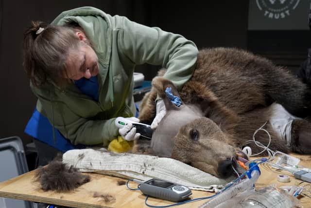 Dr Pizzi became the first surgeon to perform a similar operation on a black bear in Asia.