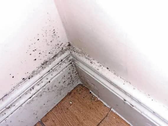 The mould in the apartment