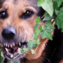 Tipperary TD seeks 'robust dog legislation' following sheep kills and attack on woman File photo
