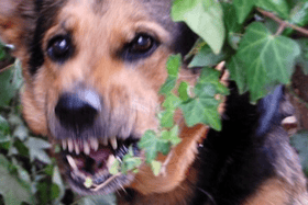 Tipperary TD seeks 'robust dog legislation' following sheep kills and attack on woman File photo