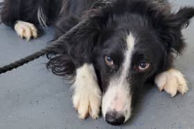 The dog shelter is based at Glencar, Letterkenny, F92 WF38